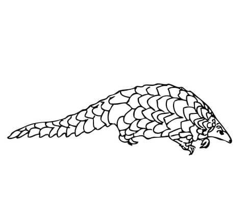 Pangolin Manis Coloring Page